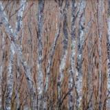 Birch 3