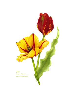 Parrot Tulips