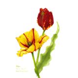 Parrot Tulips