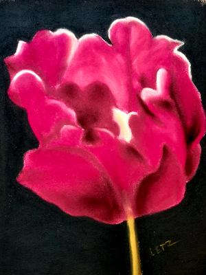 "Fuchsia Tulip"