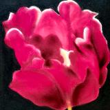 "Fuchsia Tulip"