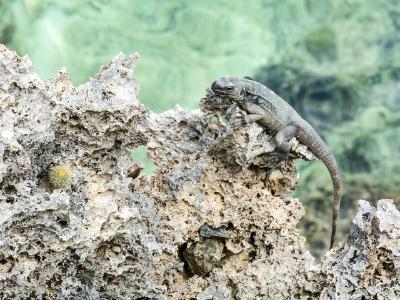 Roatan Lizard on Coral Shore Roatan Lizard on Coral Shore