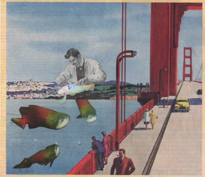 Salmon attack Golden Gate Salmon attack Golden Gate