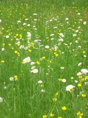 Field of Wild Flowers