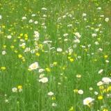 Field of Wild Flowers