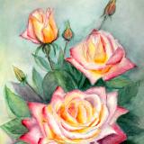 Bicolor Roses