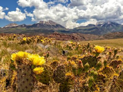 Prickly Pear Cactus Yellow Blooms Prickly Pear Cactus Yellow Blooms