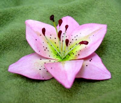Pink Tiger Lily Pink Tiger Lily
