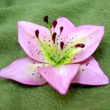 Pink Tiger Lily