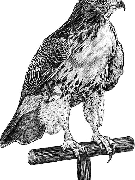 Red-tailed hawk Print — Kristina_Time