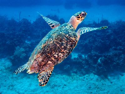 Hawksbill Sea Turtle Surfacing Hawksbill Sea Turtle Surfacing