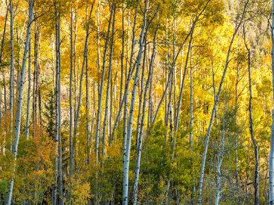 Aspen Forest Autumn Layers Aspen Forest Autumn Layers