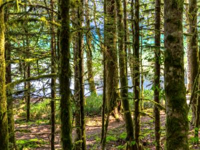 Lake Crescent Forest Path Lake Crescent Forest Path