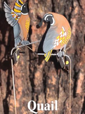 Painted Quail Pair Painted Quail Pair
