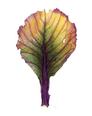 Cabbage Leaf