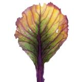 Cabbage Leaf