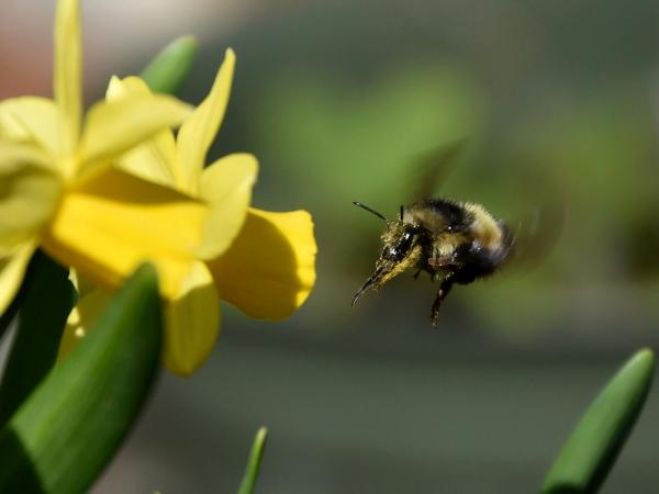 Bumblebee