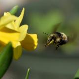 Bumblebee