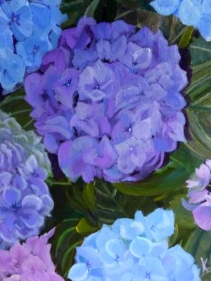 Hydrangeas 