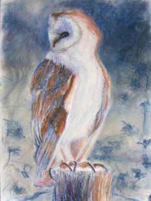 Barn Owl