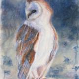 Barn Owl