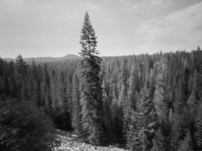 Tall Tree Tall Tree
