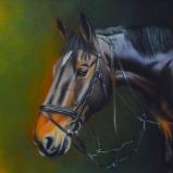 La bellezza del cavallo da salto sella italiano, 38cm x 56cm, 2021