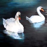 Tranquility  (Swans on the Rideau River in Ottawa)