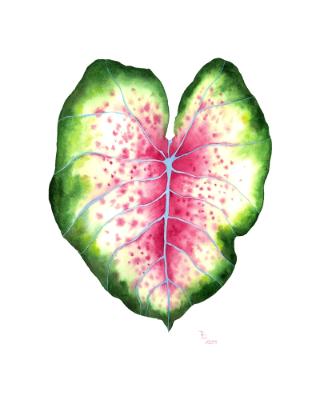 Heart Caladium