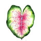 Heart Caladium