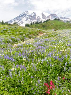 Mt. Ranier Golden Gate Trail Mt. Ranier Golden Gate Trail