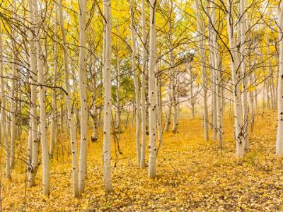 Golden Aspen Grove Golden Aspen Grove