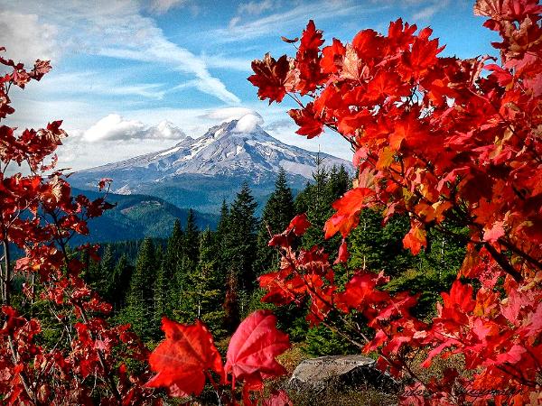 Fall Colors of Bonnie Meadows Frame Mt. Hood