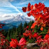 Fall Colors of Bonnie Meadows Frame Mt. Hood
