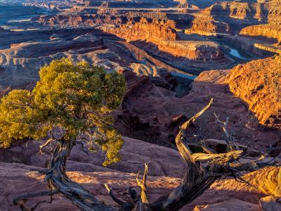Juniper Berries on the Edge Juniper Berries on the Edge