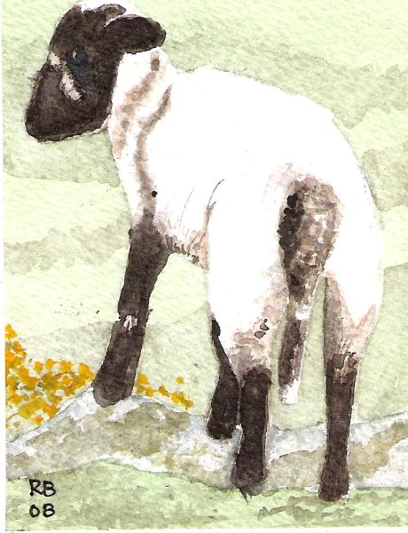 Lamb