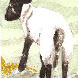 Lamb