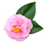Camellia Japonica Pink Pin