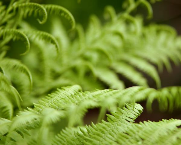 smaragdine (yongnuo f/1.8 85mm)