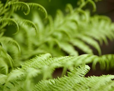 smaragdine (yongnuo f/1.8 85mm)