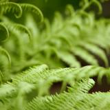 smaragdine (yongnuo f/1.8 85mm)