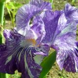 Batik Iris