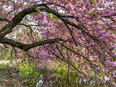 Cherry Branches Reflected Cherry Branches Reflected