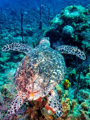 Hawksbill Turtle Glides over the Reef Hawksbill Turtle Glides over the Reef