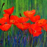 Red Poppies  oil  16x20