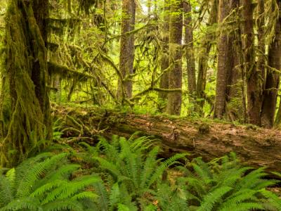 Hoh Rainforest Ferns and Log Hoh Rainforest Ferns and Log