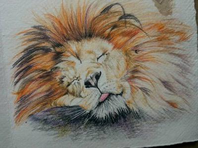 Sleepy lion