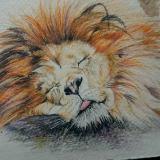 Sleepy lion