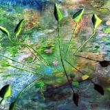 The    Artwork    of    Terry Stevens     &    Letitia    Smith