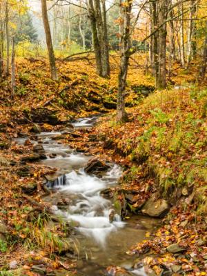 Catskills Forest Leafy Stream Catskills Forest Leafy Stream